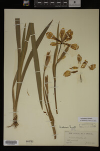 Iris virginica image