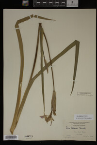 Iris virginica image