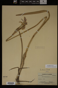 Iris virginica image