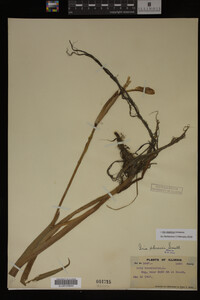 Iris virginica image