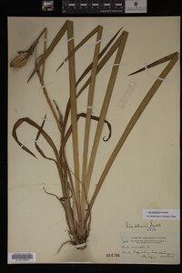 Iris virginica image