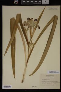 Iris virginica image