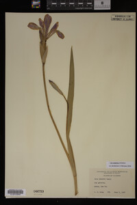 Iris virginica image