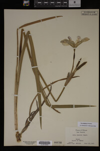 Iris virginica image