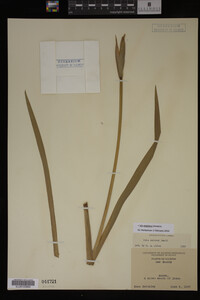 Iris virginica image