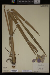 Iris virginica image