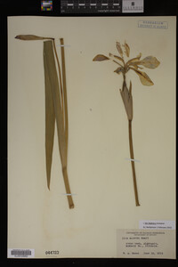 Iris virginica image