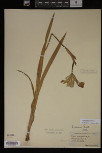 Iris virginica image