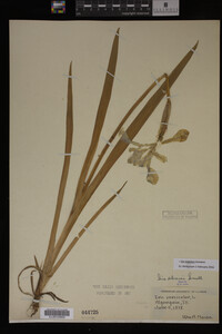 Iris virginica image