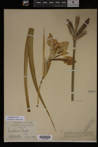 Iris virginica image