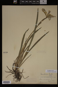 Iris virginica image