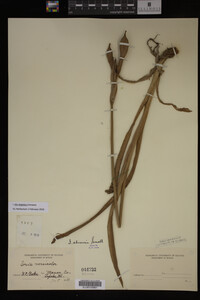 Iris virginica image