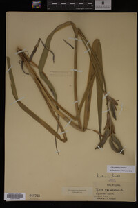Iris virginica image