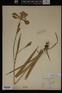 Iris virginica image
