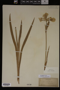 Iris virginica image