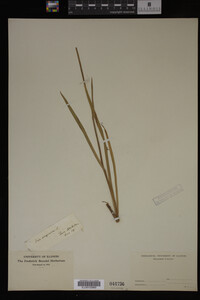 Iris virginica image
