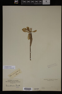 Iris virginica image
