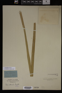 Iris virginica image