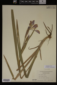Iris virginica image