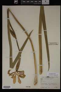 Iris virginica image