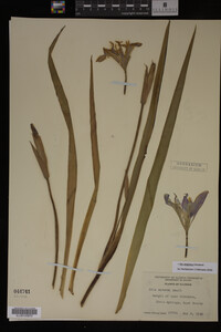 Iris virginica image