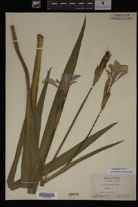 Iris virginica image
