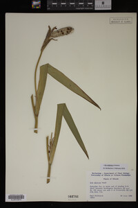 Iris virginica image