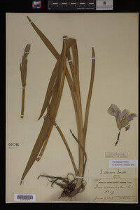 Iris virginica image