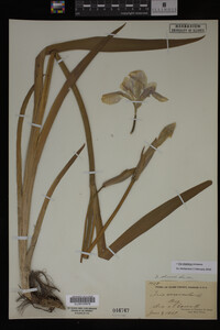 Iris virginica image