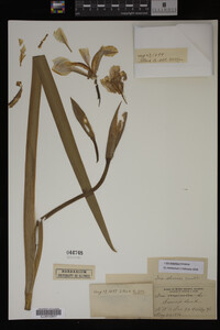 Iris virginica image