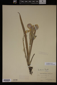 Iris virginica image