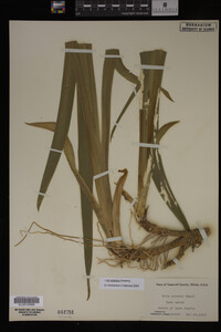 Iris virginica image