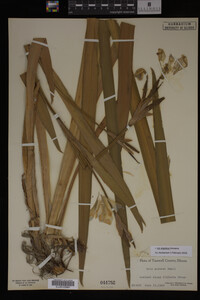 Iris virginica image