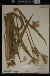 Iris virginica image