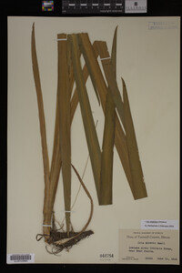 Iris virginica image