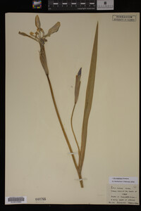 Iris virginica image