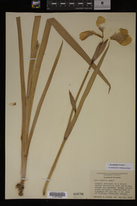 Iris virginica image