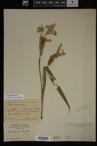 Iris virginica image