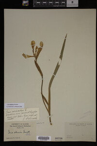 Iris virginica image