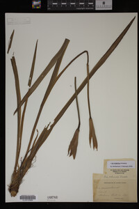 Iris virginica image