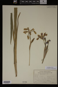 Iris virginica image