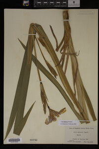 Iris virginica image