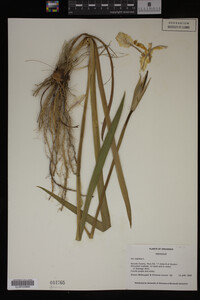 Iris virginica image