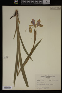 Iris virginica image