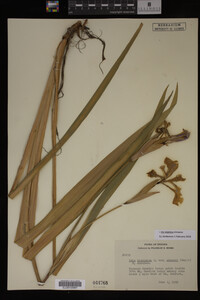 Iris virginica image