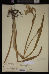 Iris virginica image