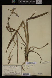 Iris virginica image
