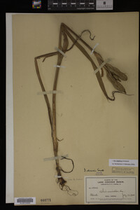 Iris virginica image