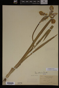 Iris virginica image
