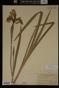 Iris virginica image